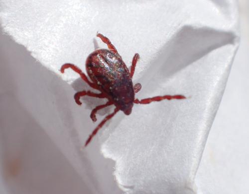 Réf. 317 098 : Rhipicephalus sp.